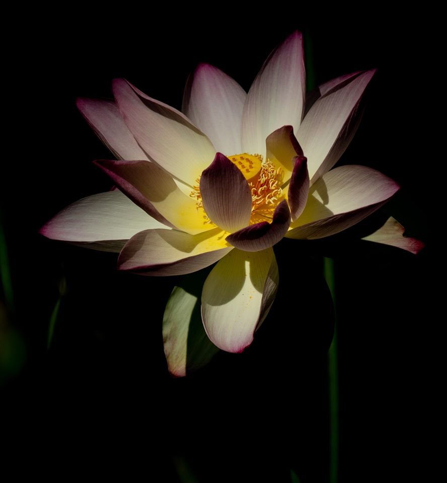 Pink lotus flower.
