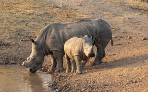 Mother rhino drinking water with baby rhino facing camera.
