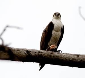 Osprey sitting on a branch with foot on a beaded fish. Osprey is looking straight ahead at the camera.
